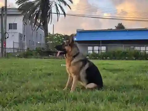 Nova